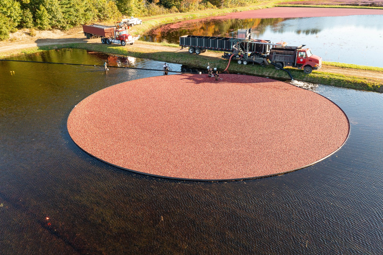 US Cranberries na Anufood 2023: Promoção de Cranberries dos Estados Unidos, versatilidade e aplicações fazem parte do evento