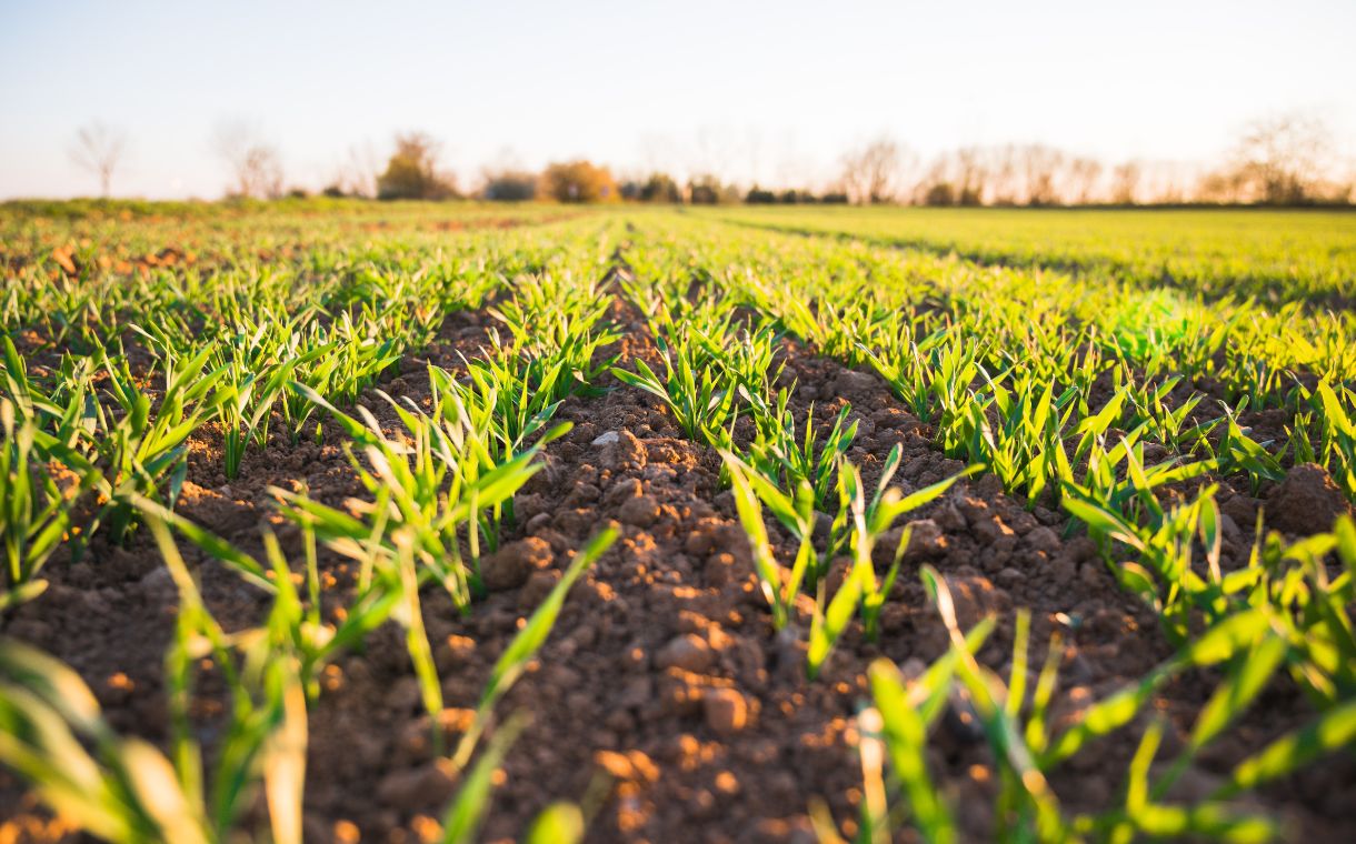 Bunge lança programa de agricultura regenerativa no Brasil