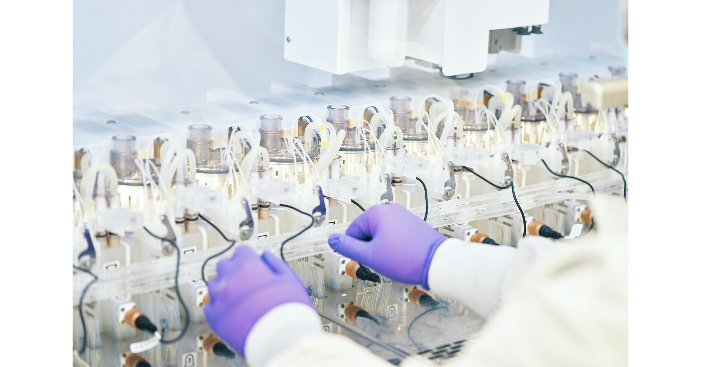 Ambrosia Bio e Ginkgo Bioworks se unem para expansão da alulose
