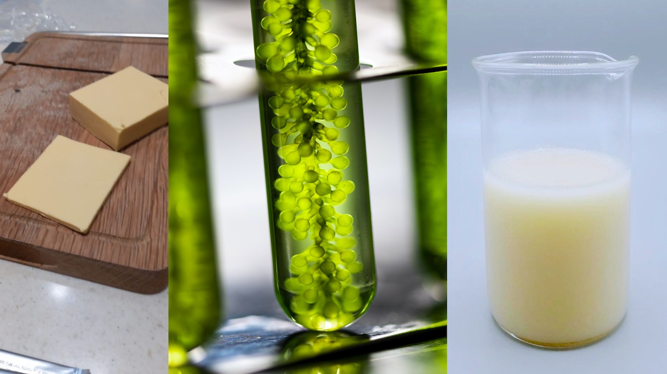 As microalgas como ingredientes