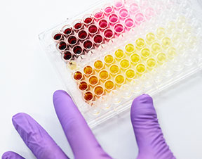 Parceria entre Ginkgo Bioworks e Phytolon expande espectro de corantes naturais