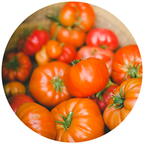 Lycored explora os benefícios e potencial do tomate no aprimoramento do sabor