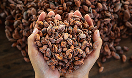 Hershey avança em compromissos de sustentabilidade, com foco principal no cacau