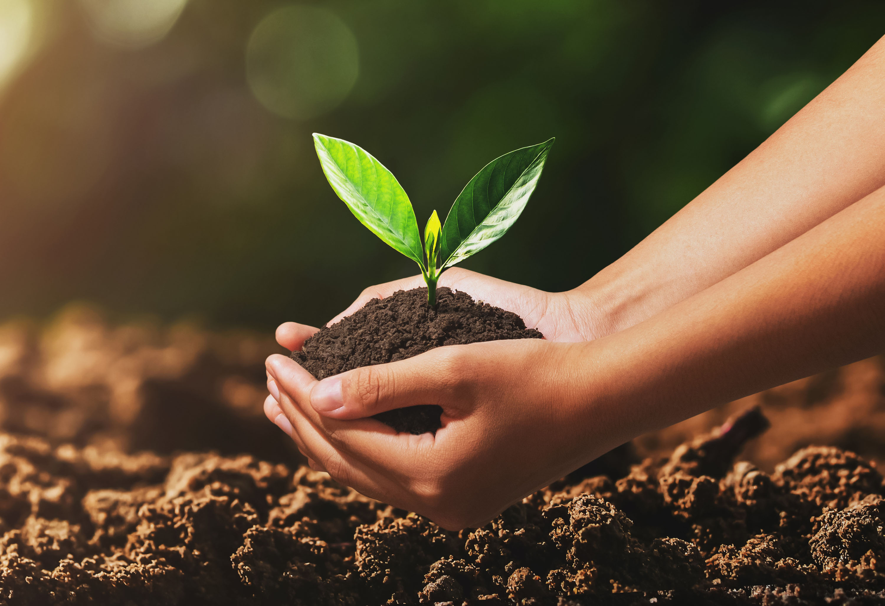 Beneo, Raffinerie Tirlemontoise e Puratos lançam projeto Agricultura Climática