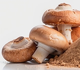 Ingredientes derivados de cogumelos oferecem sabor, textura e saúde