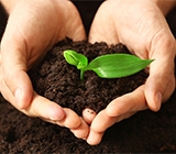 Bioinsumos podem revolucionar a agricultura brasileira