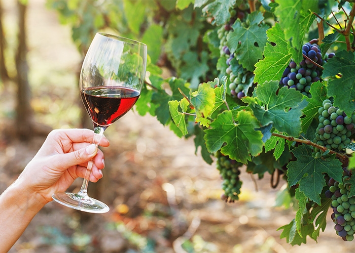 ESG no mundo do vinho: iniciativas estão mudando a produção