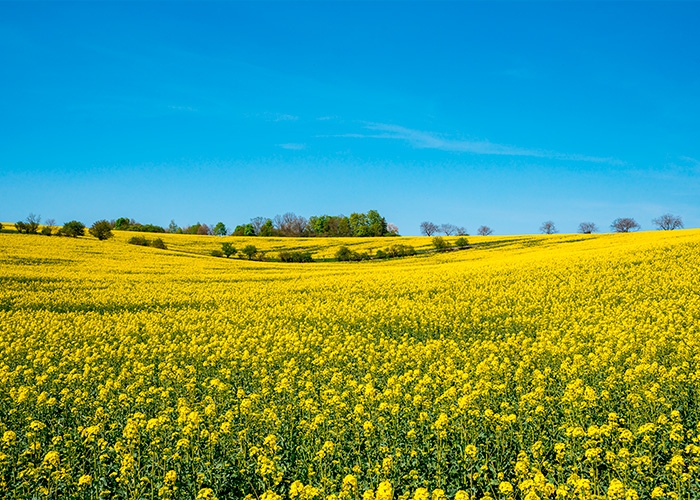Burcon colabora com a Puratos para novas aplicações de proteína de canola