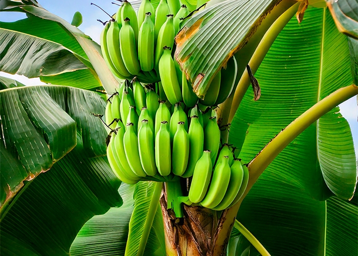 Givaudan e Dole Asia transformam bananas verdes em ingrediente alimentar natural texturizante