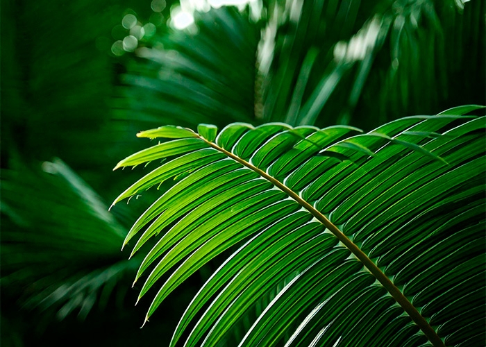 Sustentabilidade com óleo de palma certificado