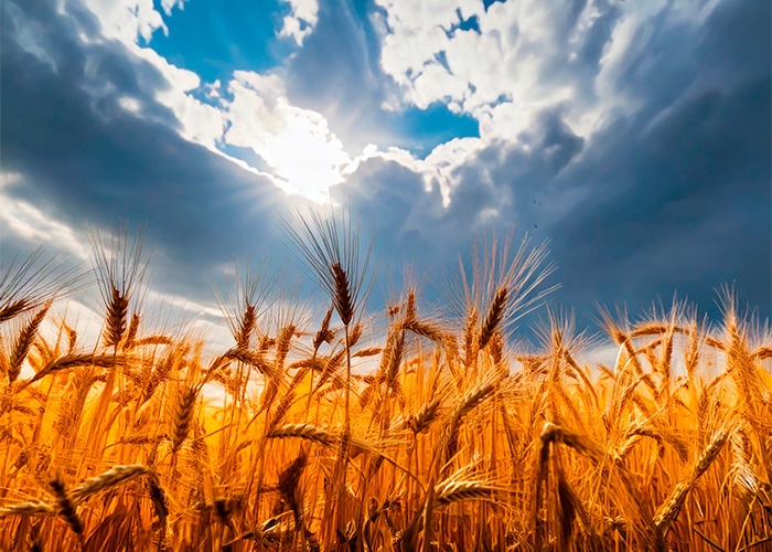 SL Alimentos adquire antiga fábrica da General Mills em cambará (PR)
