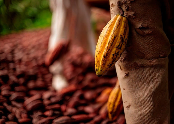 Agropalma investe em gorduras de alta performance para indústria alimentícia