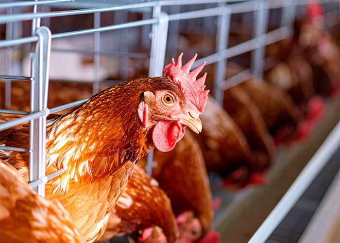 Foco de gripe aviária no RS não deve impactar preço do frango, afirma ministro da Agricultura