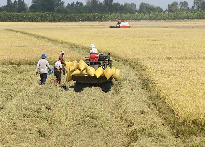 BENEO une forças em ambicioso projeto de CULTIVO SUSTENTÁVEL DE ARROZ no Vietnã