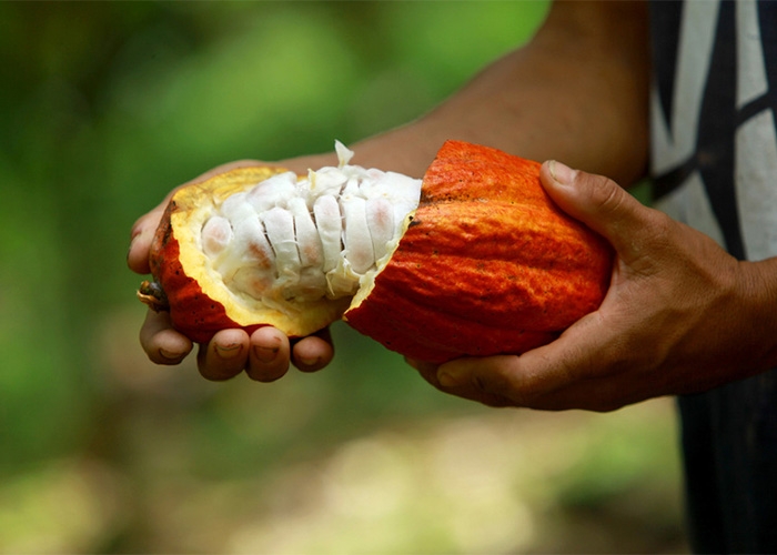 Programa Cargill Cocoa Promise atinge marca de 12 mil produtores BENEFICIADOS no Brasil