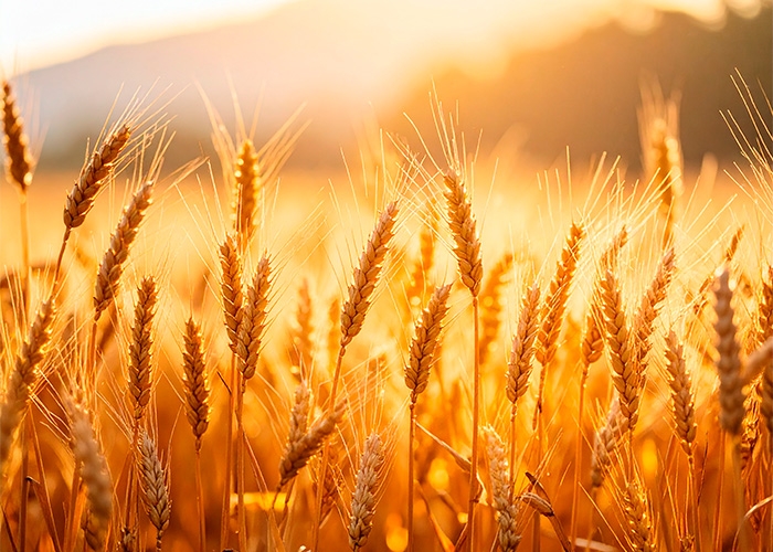 Cargill reestrutura divisões e aposta em BIOENERGIA diante de cenário macroeconômico desafiador