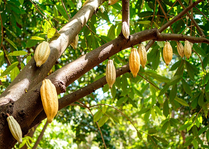 Fundo de Biodiversidade da Amazônia, assessorado pela Impact Earth, investe R$ 20 milhões na Mahta