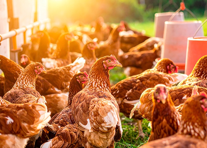 MCassab investe em INTELIGÊNCIA ARTIFICIAL para otimizar o mercado de produção de ovos
