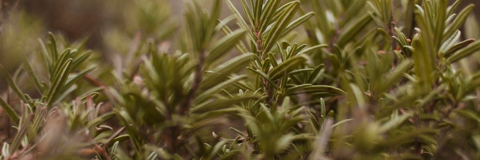 O papel dos ANTIOXIDANTES NATURAIS em 2026: além da proteção lipídica