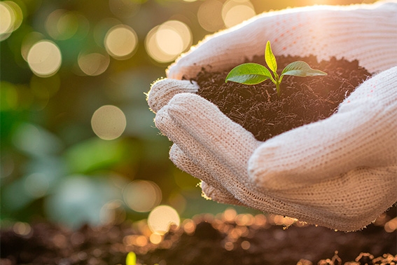 BRASIL NA LIDERANÇA: projeção de alta de 41% na produção agrícola impulsiona mercado de nutrição vegetal e insumos
