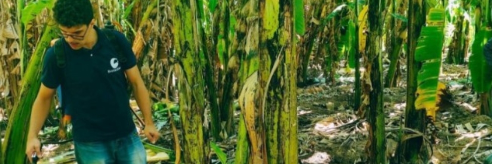 Bioinsumo à base de microalgas pode reduzir a dependência de fertilizantes agrícolas