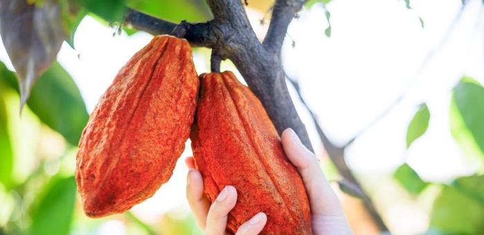 Líderes globais do CACAU reúnem-se em Amesterdão para o Partnership Meeting 2026 da World Cocoa Foundation