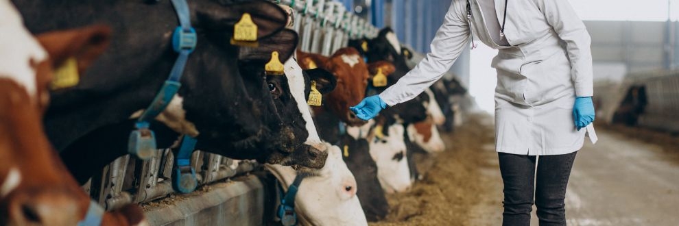 dsm-firmenich conclui venda de DIVISÃO NUTRICIONAL ANIMAL por 2,2 bilhões de euros