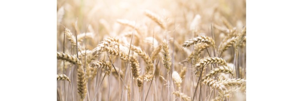 Pesquisadores transformam farelo de trigo em INGREDIENTE FUNCIONAL de alta performance