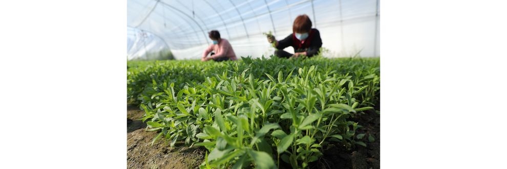 Tate é reconhecida entre as empresas mais sustentáveis do mundo