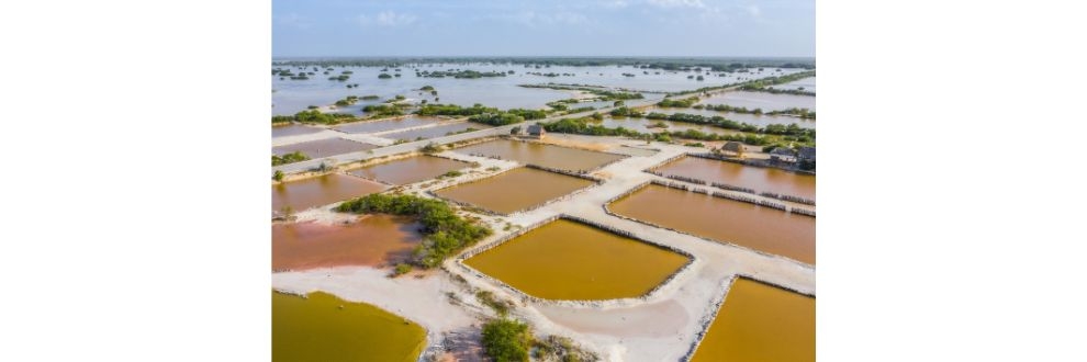 ADM Responsible Soy amplia acesso à aquicultura sustentável