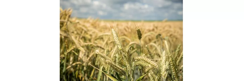 Índice de preços da FAO sobe em setembro e vai ao maior nível desde 2022